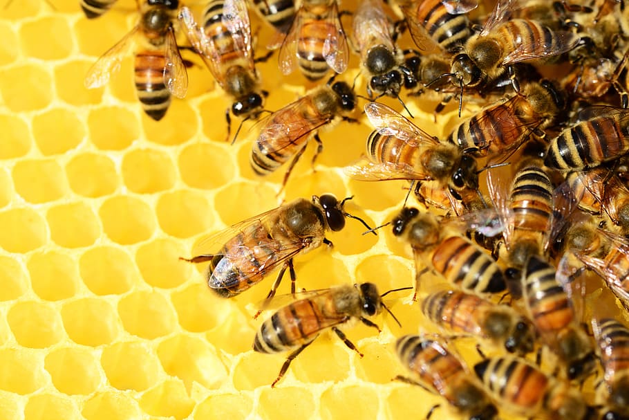 honey-bees-beehive-honey-bees