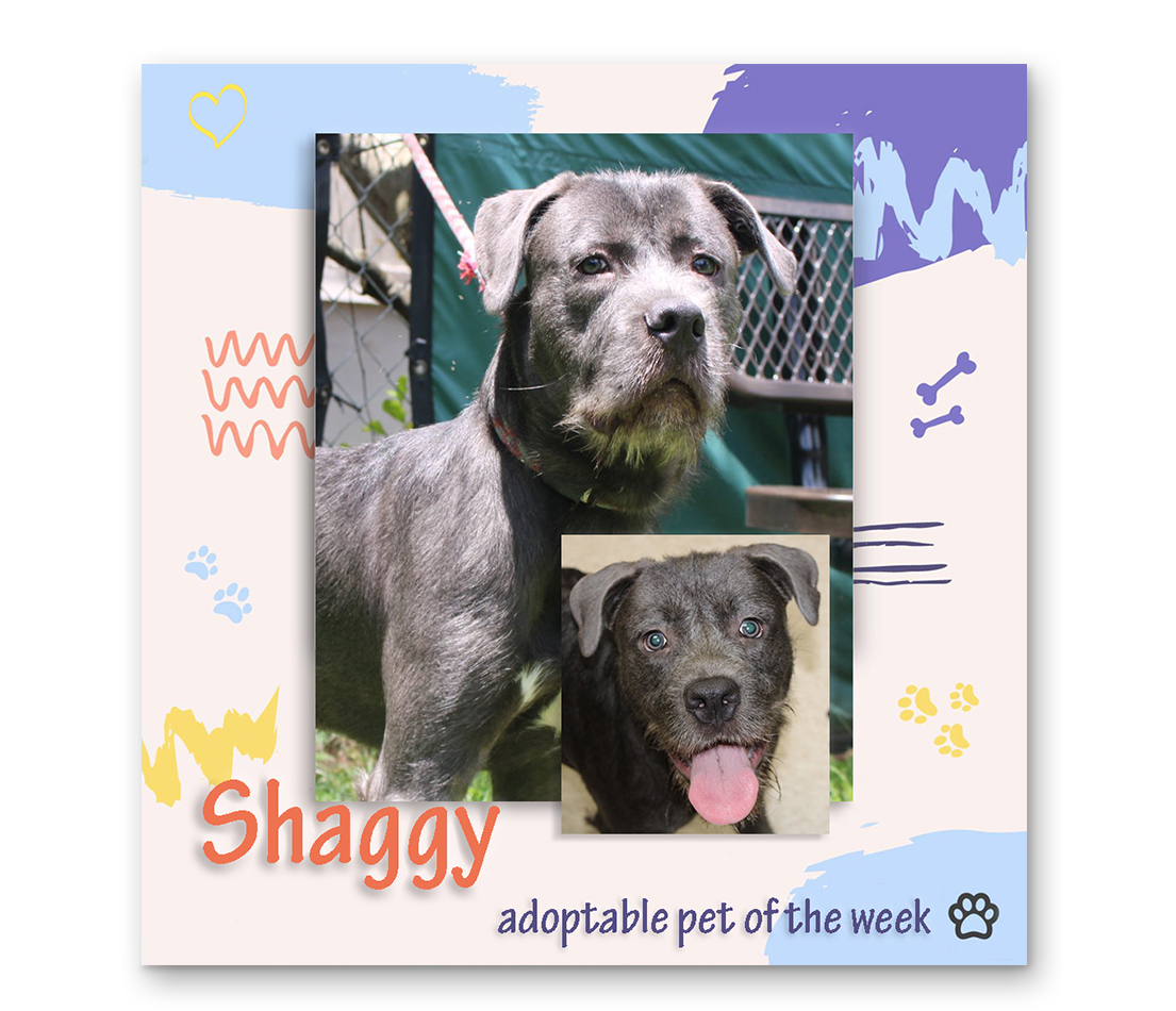 bcas adoptable shaggy 08172022 f