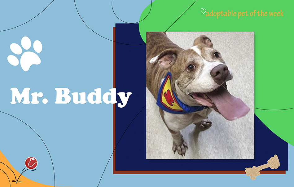 mr buddy bcas adoptable 10052022