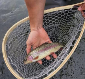 Catch The Excitement: Delayed Harvest Trout Season Begins November 1 In ...