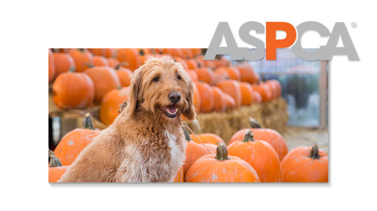 ASPCA: Have A Happy, Pet-Safe Thanksgiving With These Safety Tips ...