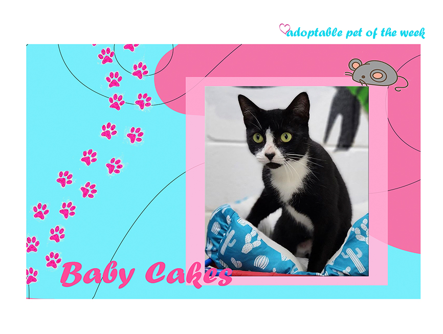 bcas adoptable baby cakes 11032022