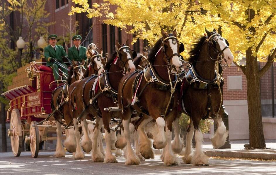 WorldFamous Budweiser Clydesdales at Bulloch Ag Arena and