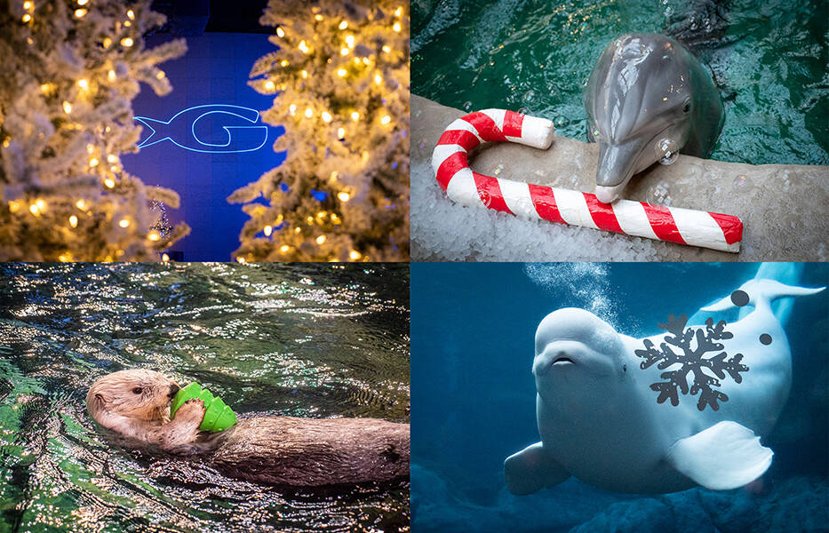 Aquarium's 2022 Holiday Gift Guide
