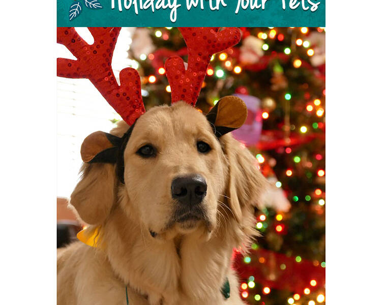 holiday-safety-tips-for-pets-from-aspca-allongeorgia