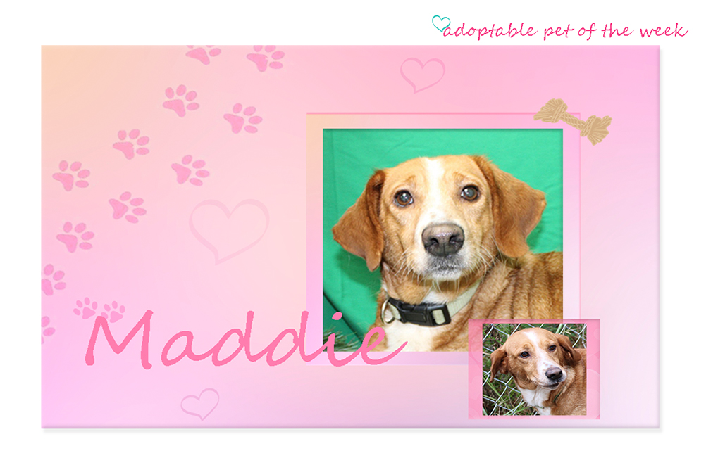 maddie bcas adoptable 12292022 f