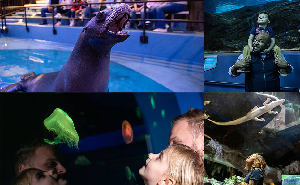 Aquarium Launches Resident Pass for Price of OneDay Ticket