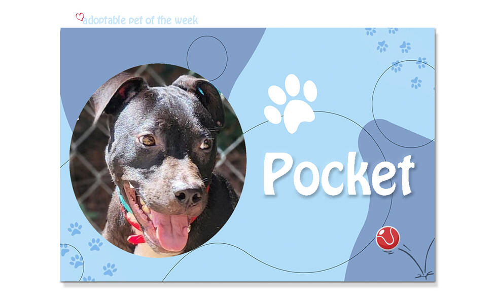 Adoptable Pet of the Week: Pocket