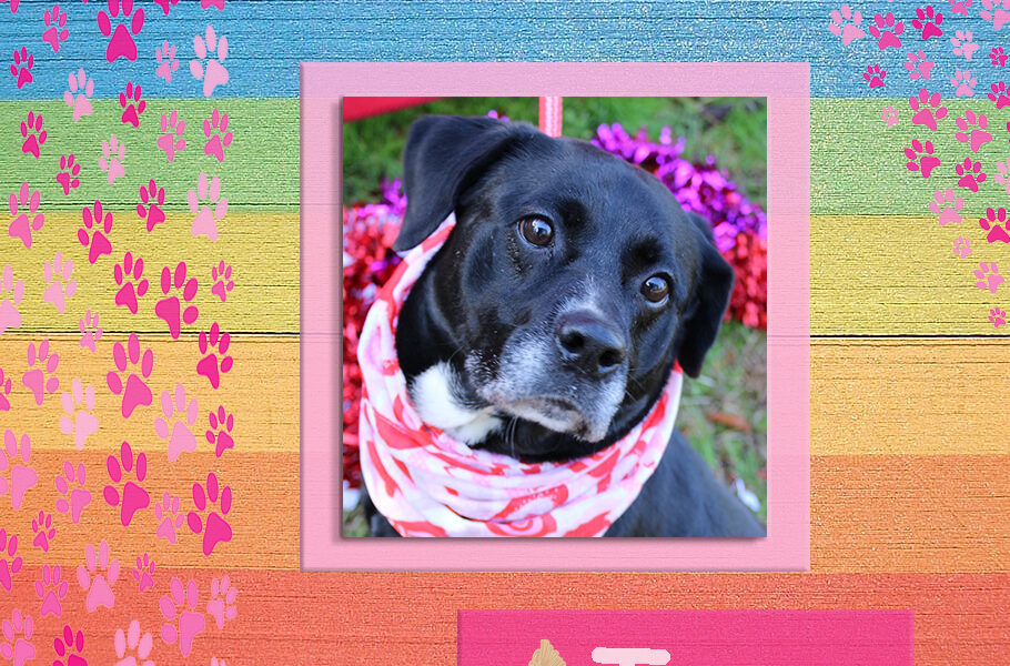 UPDATE: ADOPTED - Adoptable Pet of the Week: Tess - AllOnGeorgia