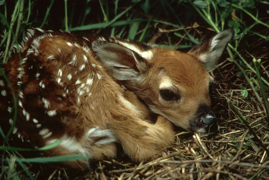 fawn-deer-baby-young
