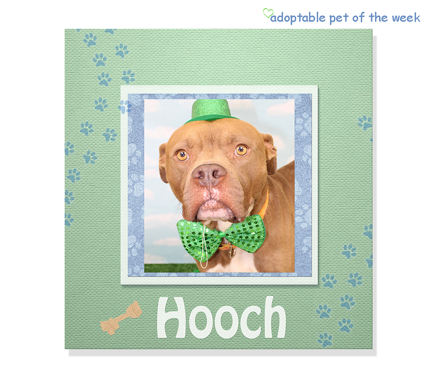 hooch bcas adoptable 04272023 f