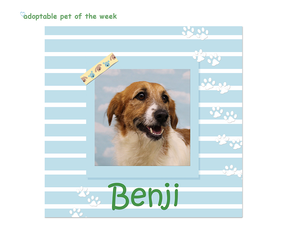 bcas adoptable benji 05182023