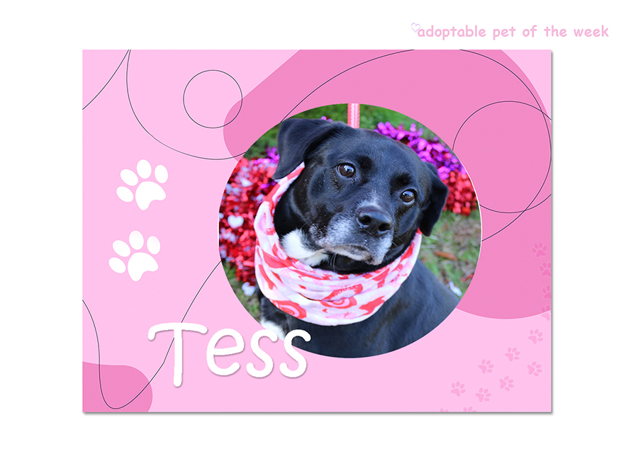tess adoptable bcas 05252023 f