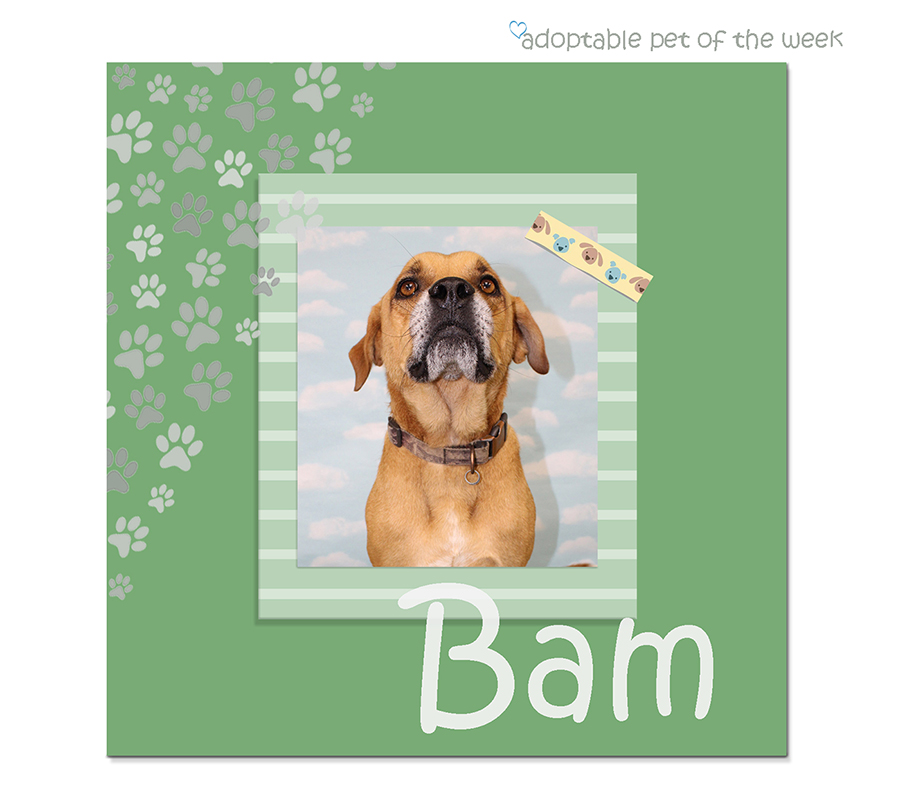 bam bcas adoptable 06292023 f