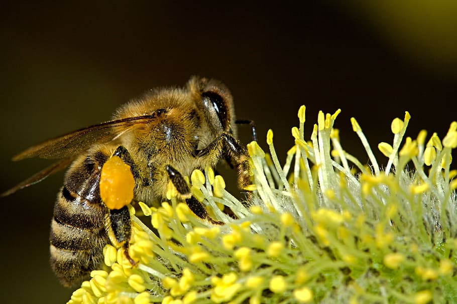 bees-pollination honey bee