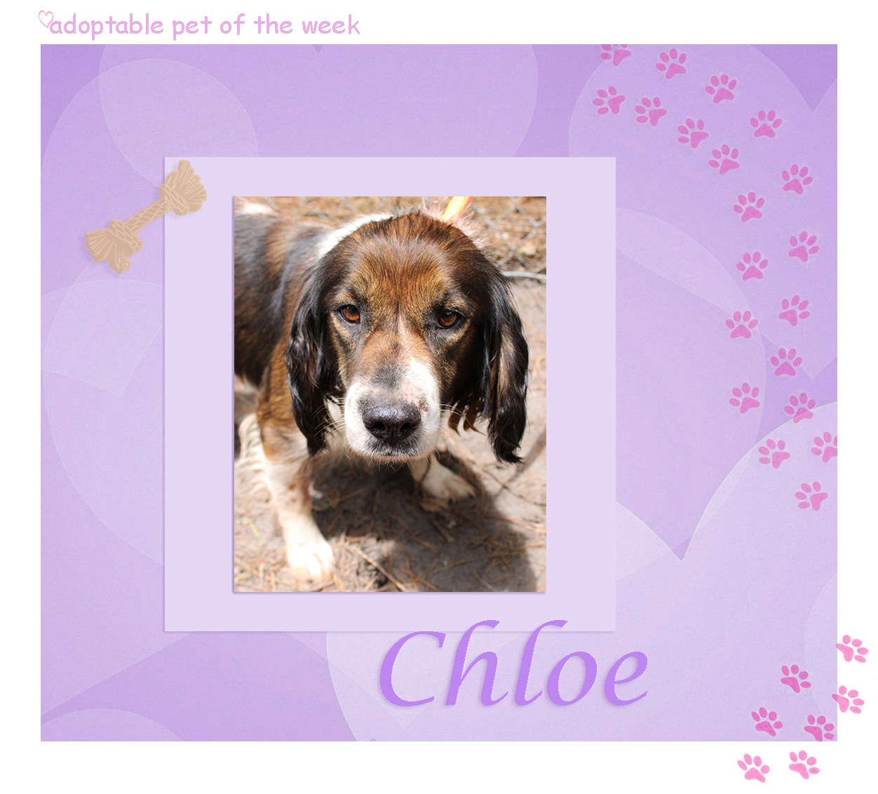chloe bcas adoptable f 06152023