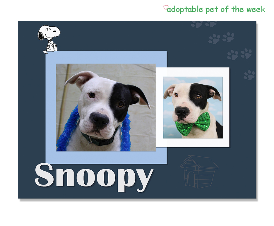 snoopy bcas adoptable 06012023 f