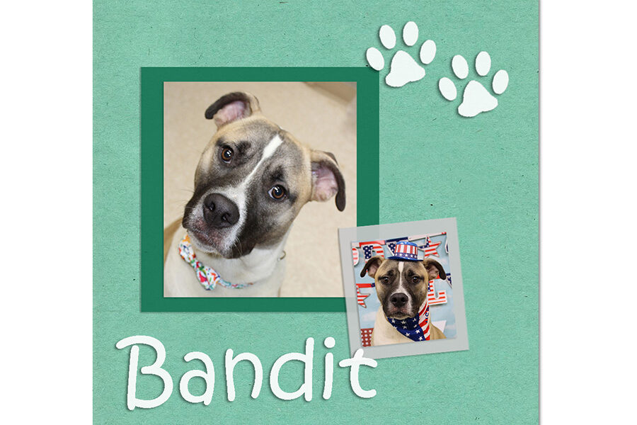 Adoptable Pet of the Week: Bandit