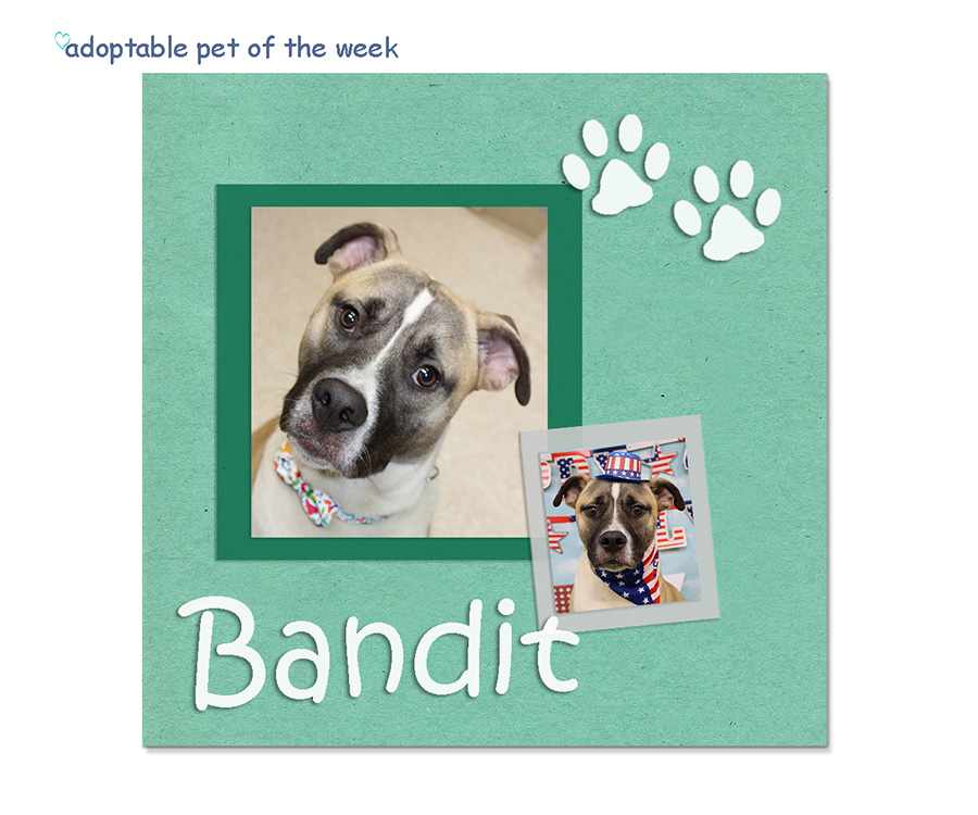 bandit bcas adoptable 08242023 f