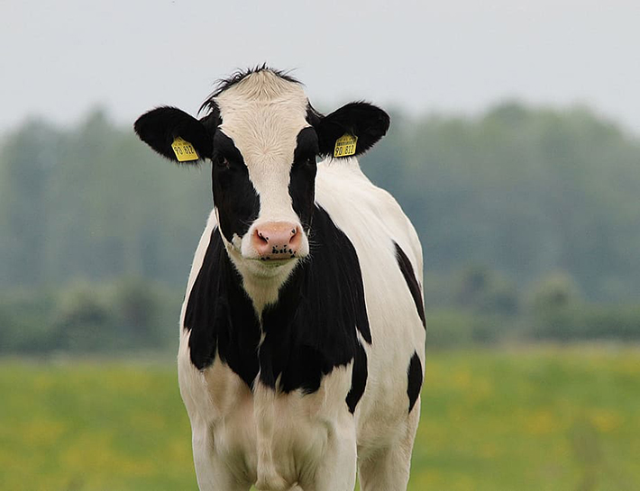 cow-beef-cattle-holstein