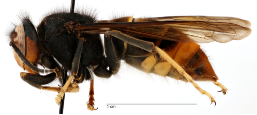 yellow-legged hornet Georgia dept of ag