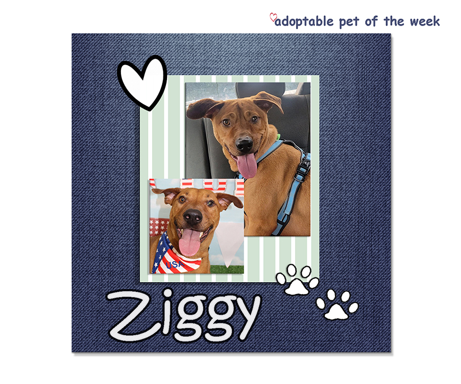 ziggy bcas adoptable refeature 08042023 f