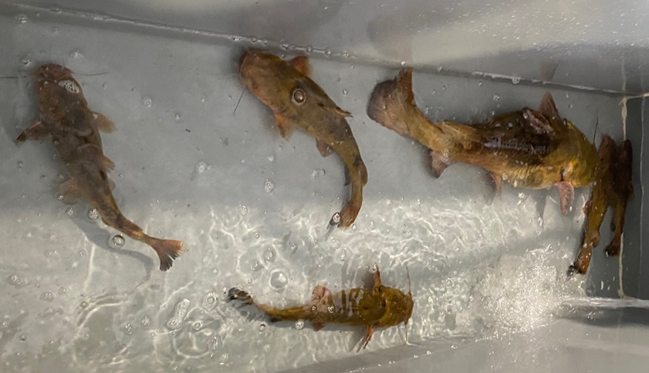 Flathead Catfish Captured from Ogeechee River ga dnr