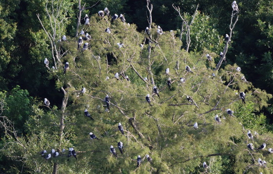 Swallow-tailed kite roost Altamaha River Tim Keyes ga DNR