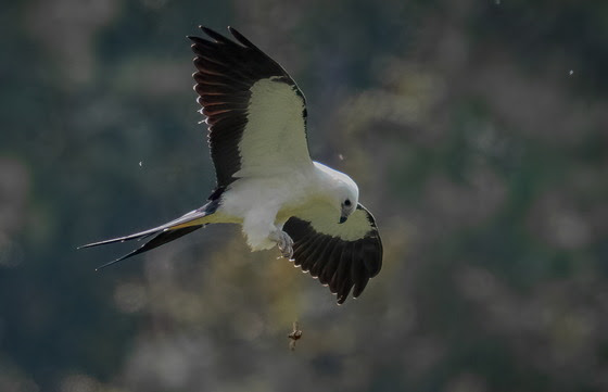 swallow-tailed kite Tattnall County photo credit Brian Mitchell