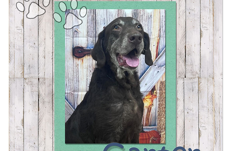 Adoptable Pet of the Week: Carter