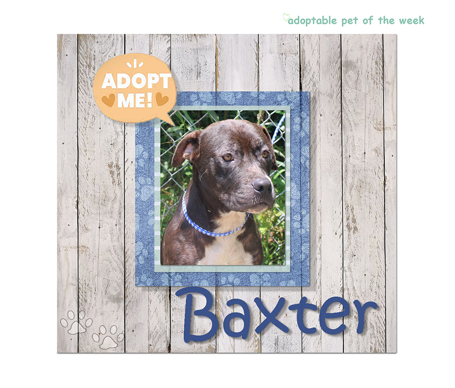 baxter bcas adoptable 11092023 f