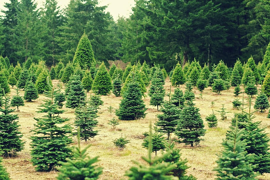 christmas-trees-xmas-farm