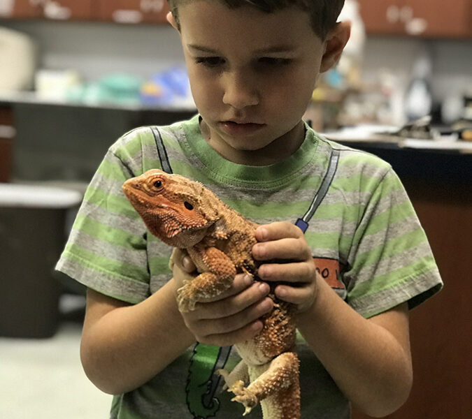 Bearded Dragon Care  Animal Health Topics / School of Veterinary Medicine