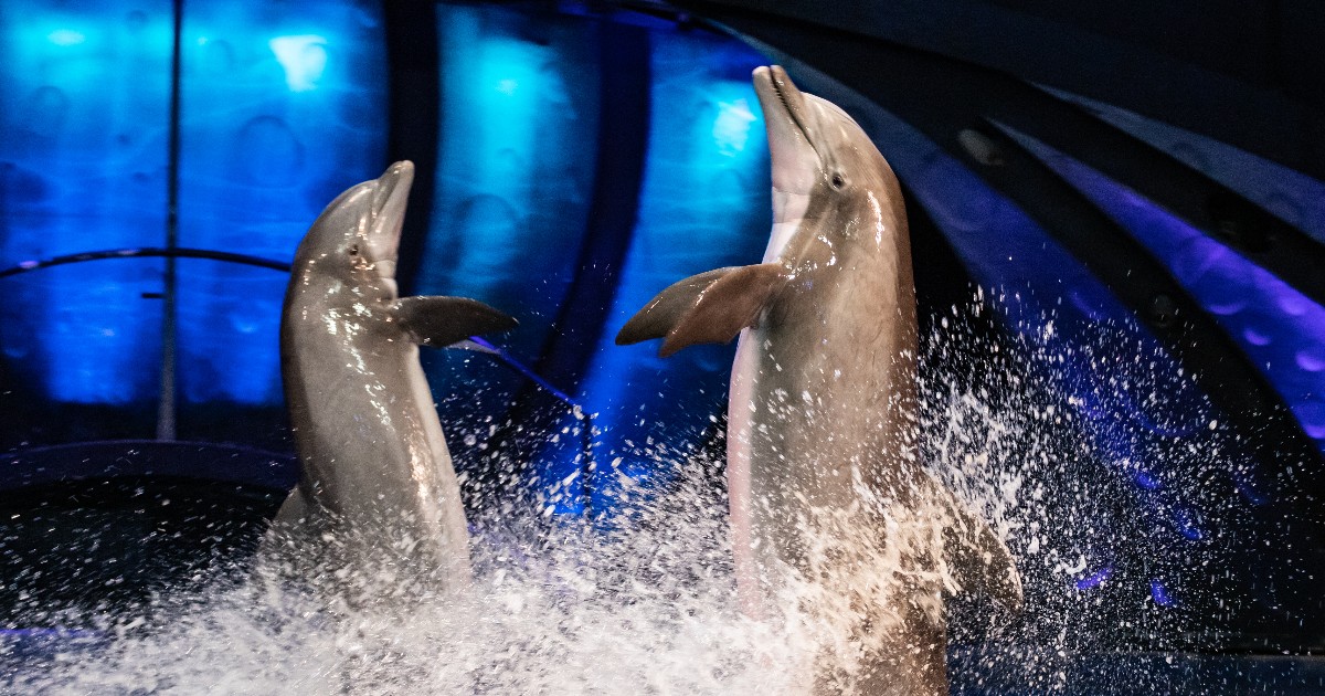 Georgia Aquarium Unveils Several New Experiences Coming in 2024 -  AllOnGeorgia