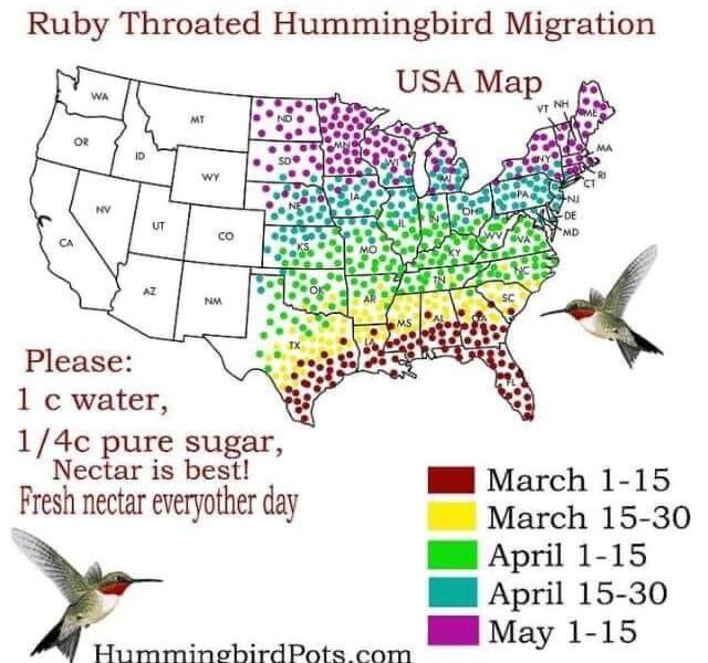 Hummingbirds will be returning soon - AllOnGeorgia