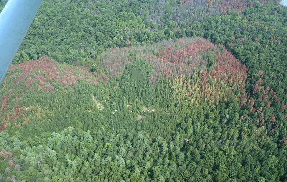 Ga Forestry Commission: Concerning Southern Pine Beetle Outlook for