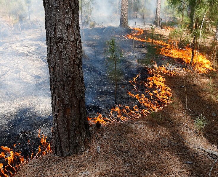 More “good fire” helps prevent “bad fires” in Georgia