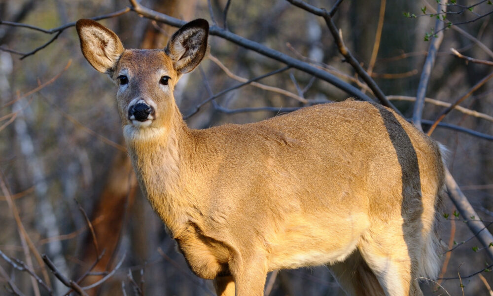 Chronic Wasting Disease: Positive Case Confirmed in Atkinson County