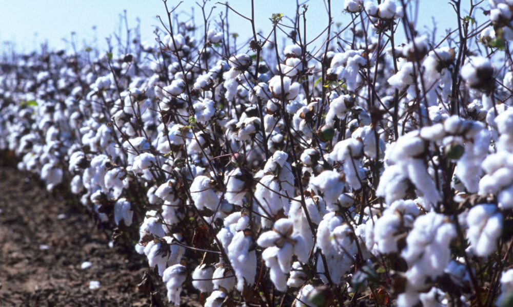 Port of Savannah – nation’s busiest for cotton shipments