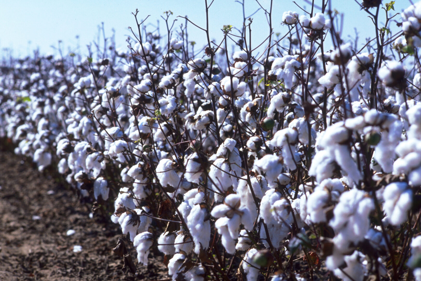 Port of Savannah – nation’s busiest for cotton shipments