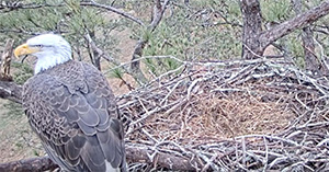 eagle-update-12202024