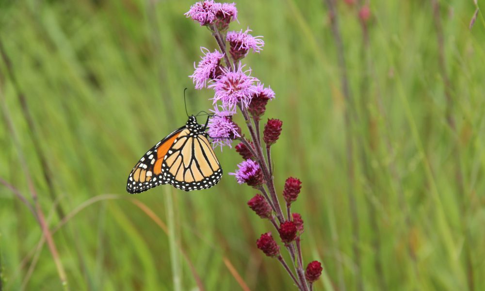 Georgia DOT and The Ray partner to expand monarch butterfly habitats across roadsides in Georgia